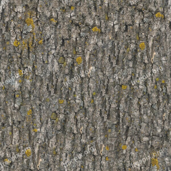 Texture Seamless Tileable Seamless Pattern Bark