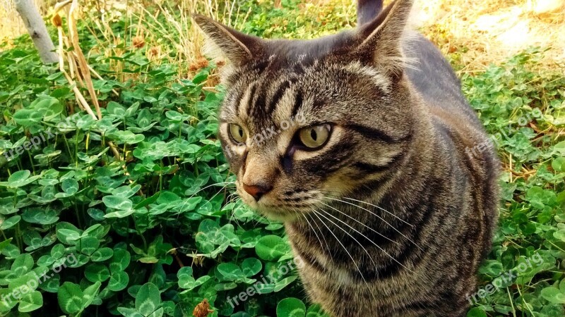 Cat Tabby Clover Spring Hunt