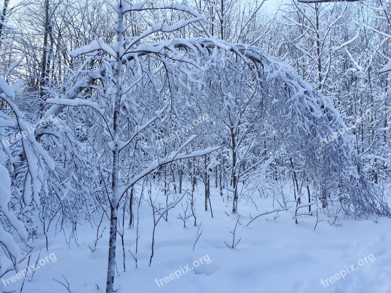 Snow Arc Forest Winter Cold