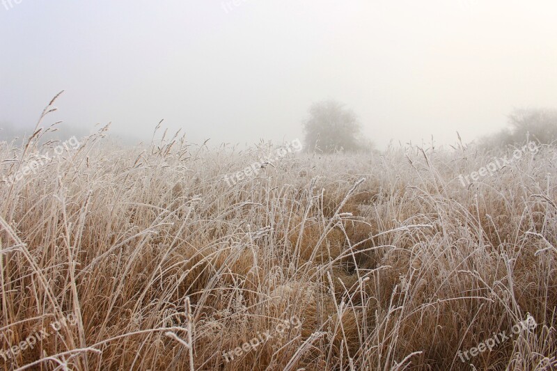 Field Wheat Fog Wheat Field Arable