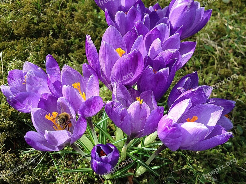 Early Spring Crocus Purple Moss Flowers