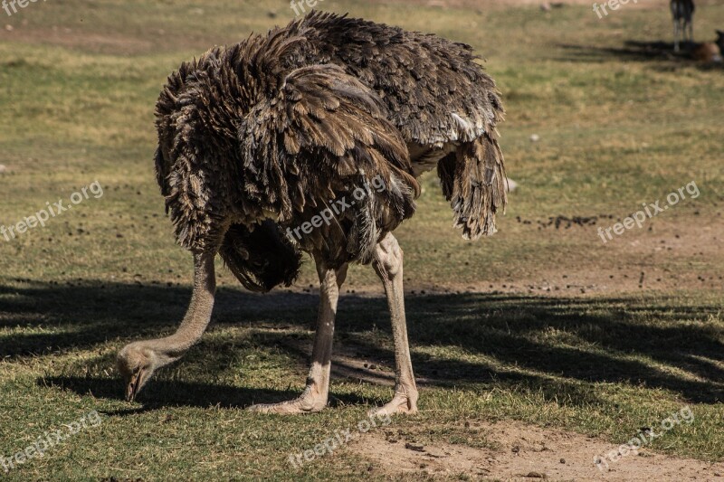 Ostrich Bird Zoo Wildlife Big-bird