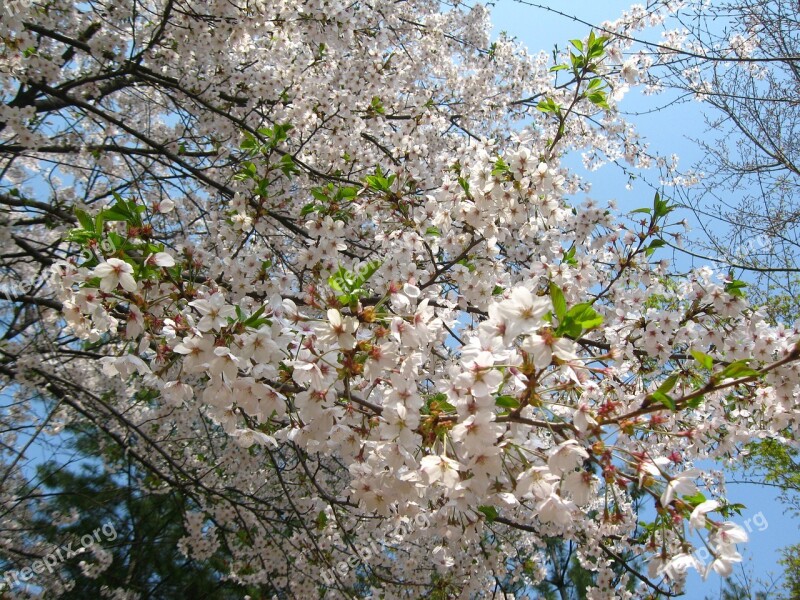 Cherry Blossom Spring Sky Cherry Flowers Petal