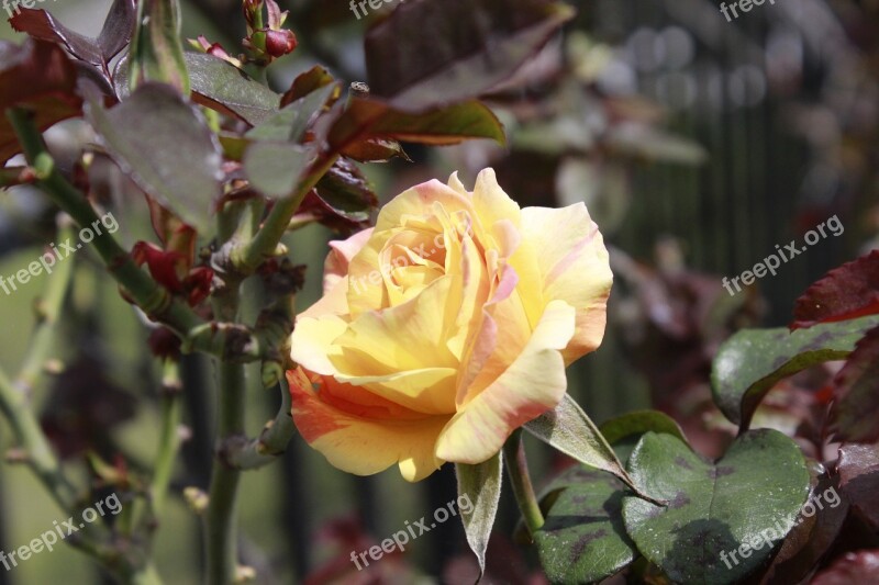 Rosa Ecuador Flowers Half Of The World Flower