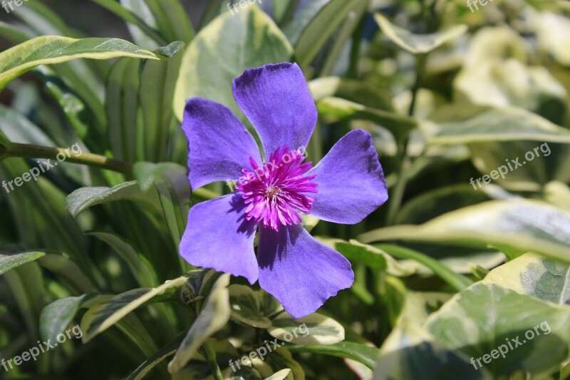 Flower Violet Flowers Nature Ecuador