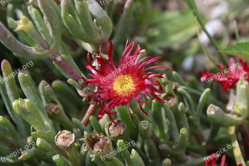 Flower Ecuador Half Of The World Plant Garden