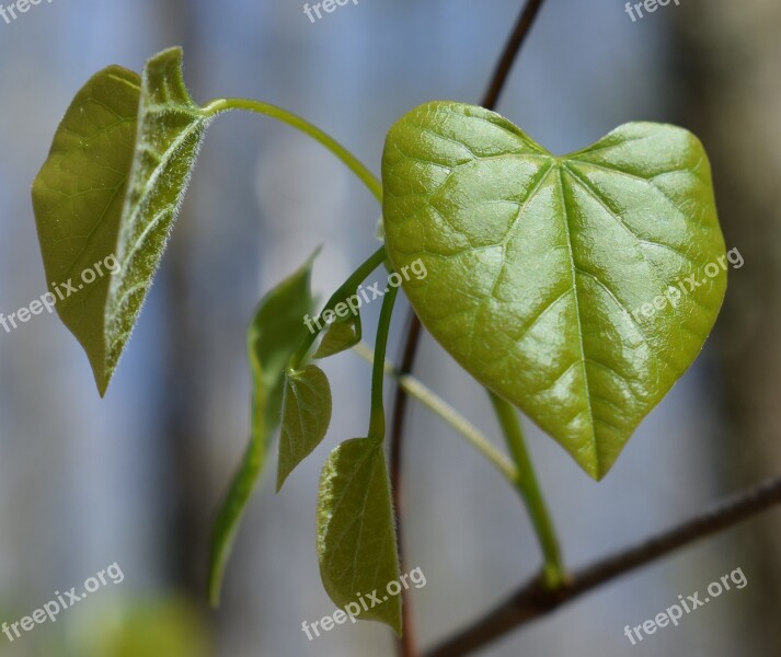 Redbud Leaves Heart-shaped Heart New Leaves Tree