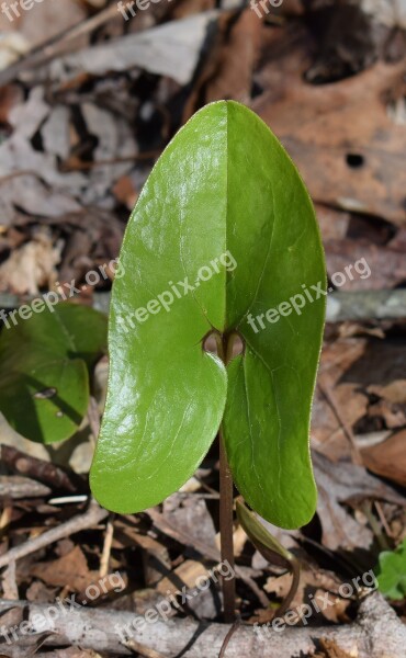 Wild Ginger Ginger Asarum Shuttleworthii Leaf Newly Emerged Ginger