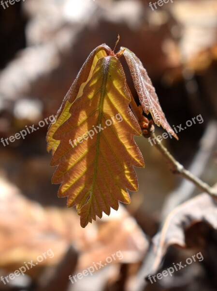 Oak Seedling New Leaves Oak Tree Tree Seedling