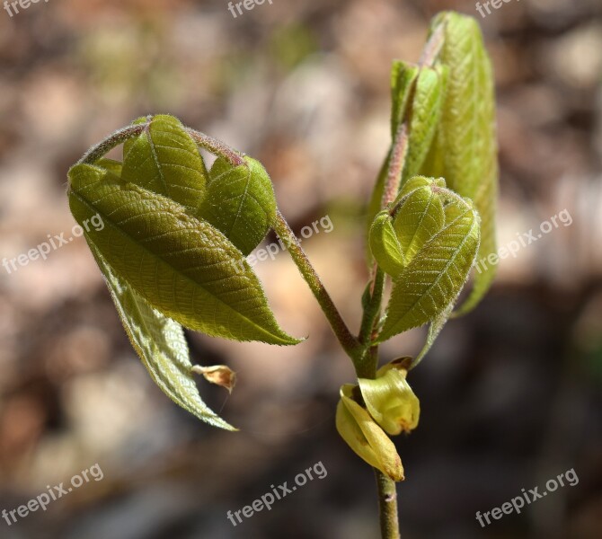 Sumac Tree New Leaves Plant Spring