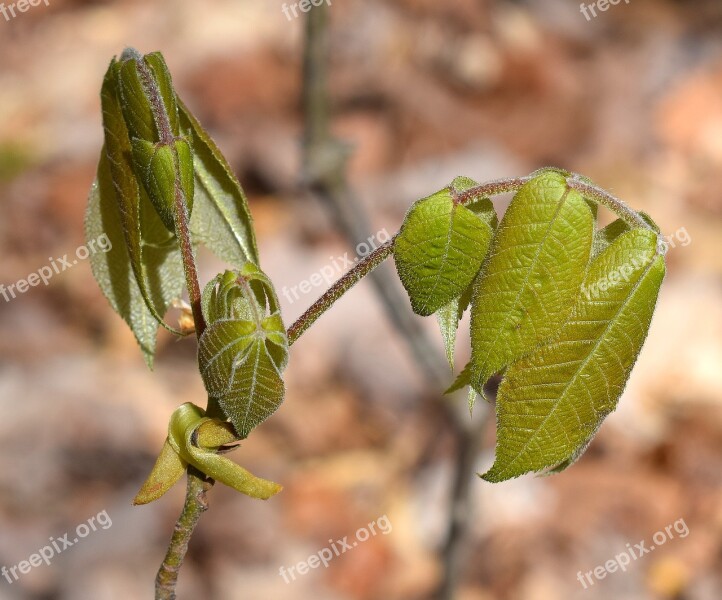 Sumac Tree New Leaves Plant Spring