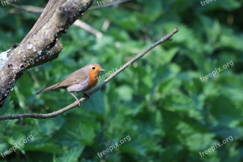 Robin Spring April Forest Woodland