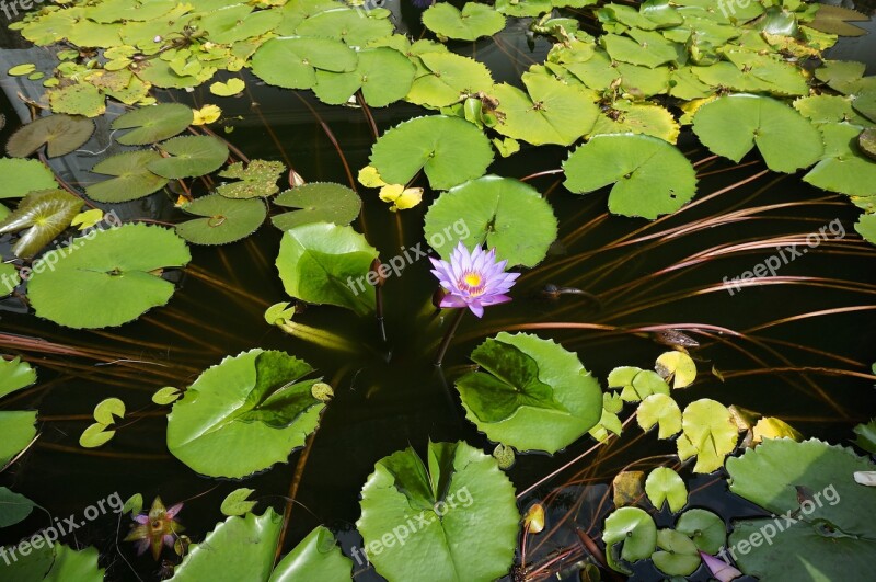 The Water Lily The National Flower Of Sri Lanka Asia Banita Tour Banita