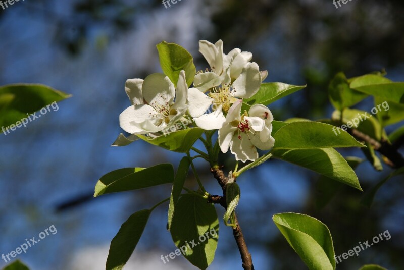 Spring Tree Sprig Flowers Sunny