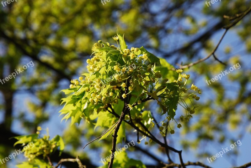 Spring Tree Sprig Flowers Sunny