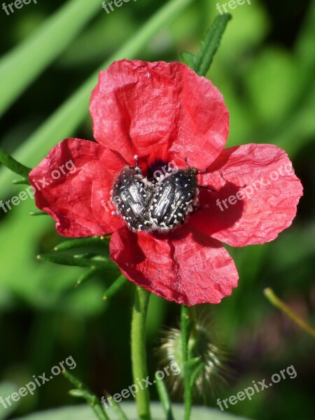 Papaver Hybridum Poppy Sad Poppy Beetles Beetles Hairy