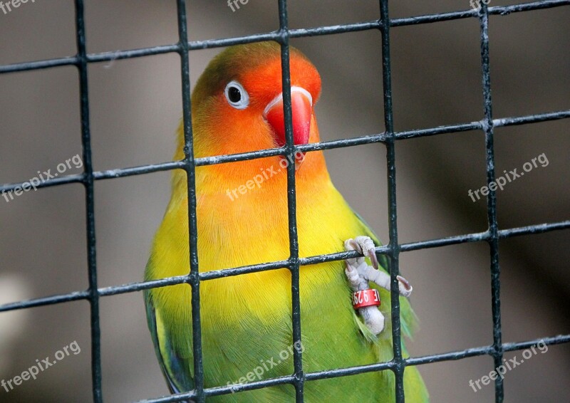 Cage Bird Contrast Imprisoned Prison