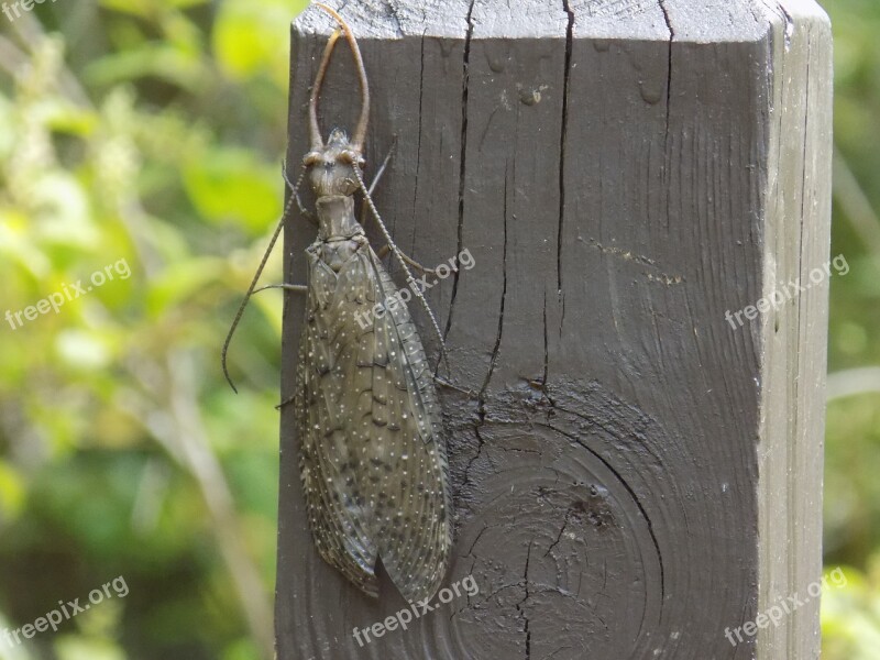 Insect Brown Wing Bug Nature