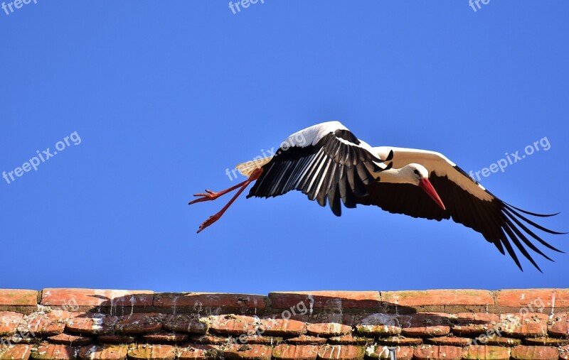 Stork Bird Flying Plumage Nature