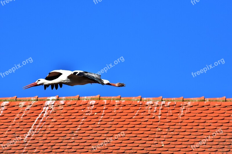 Stork Bird Flying Plumage Nature