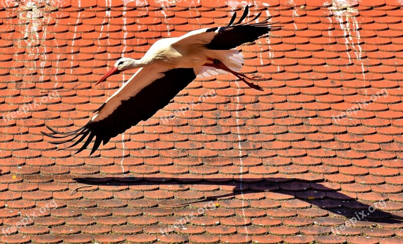 Stork Bird Flying Plumage Nature