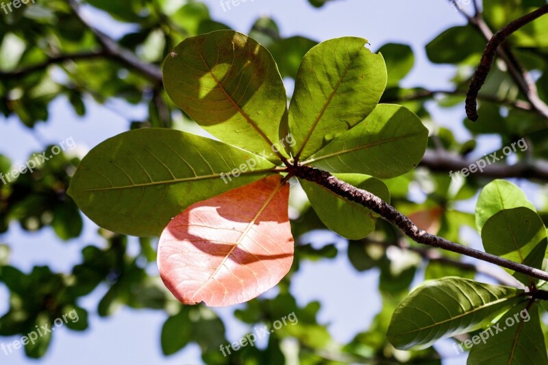 Catappa Leaf Leaves Branch Green