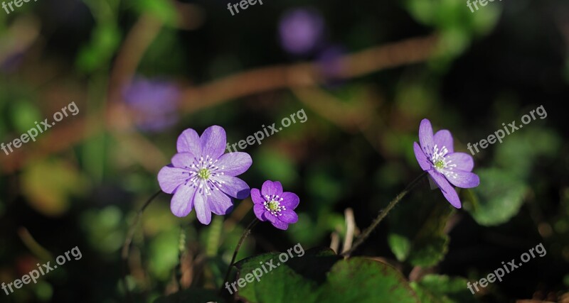 Hepatica Hepatica Nobilis Spring Flower Flower Spring