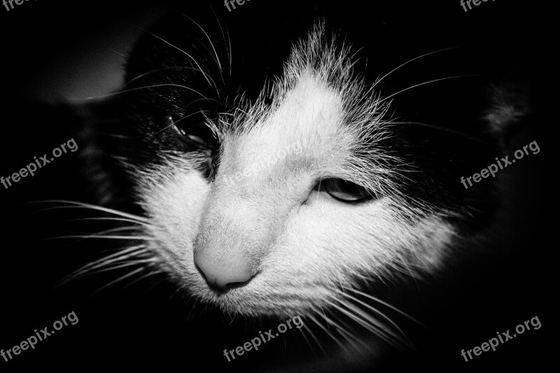 Cat Kitty Black And White Cat House Cat Free Photos