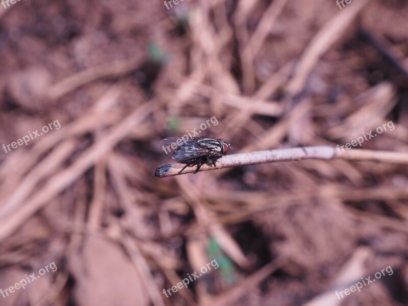 Flies Lunch Insects Arid Free Photos