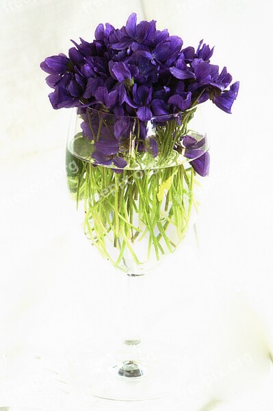 Purple Violets Still Life Glass Glass Free Photos