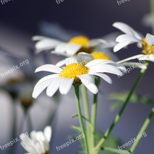 Flower Denmark Summer Flowers Have