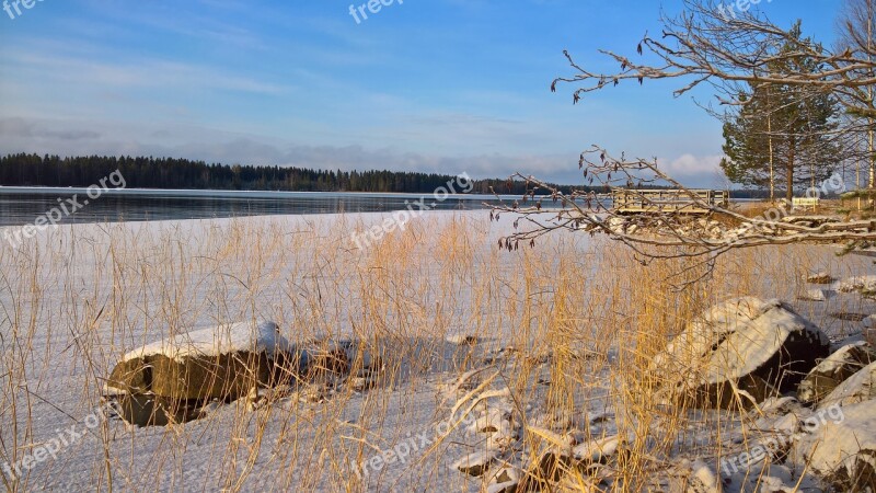 Beach Reed Winter Finnish A Bed Of Reeds