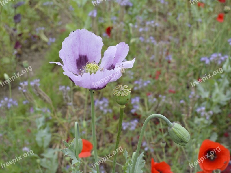 Poppy Purple Flower Poppy Flower Close Up