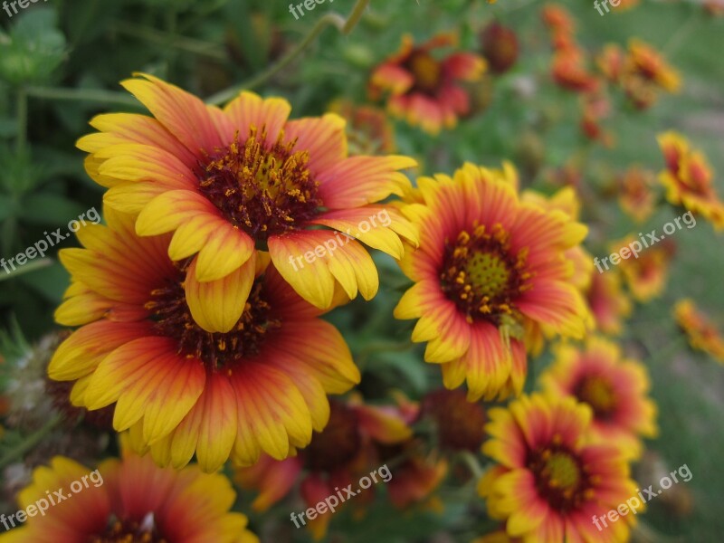 Penghu Indian Blanket Flowers Flower Free Photos