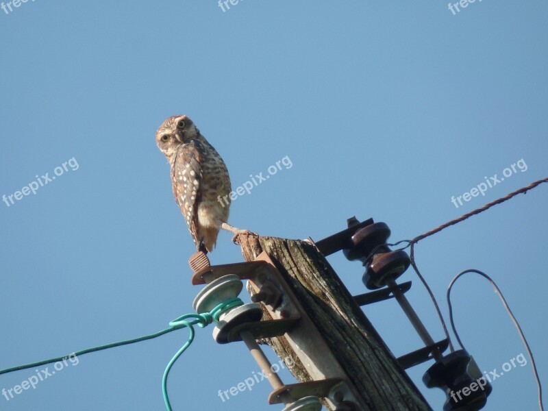 Owl Sky Animals Blue Details