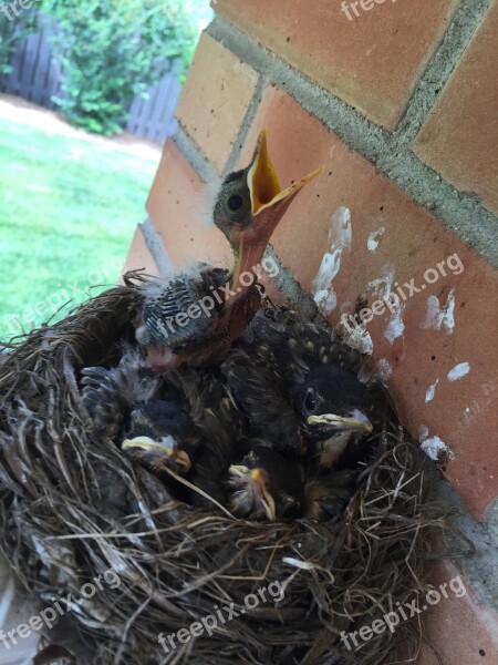 Birds Nest Hatch Hungry Neck