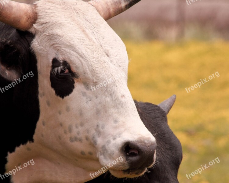 Cow Calf Grazing Free Photos