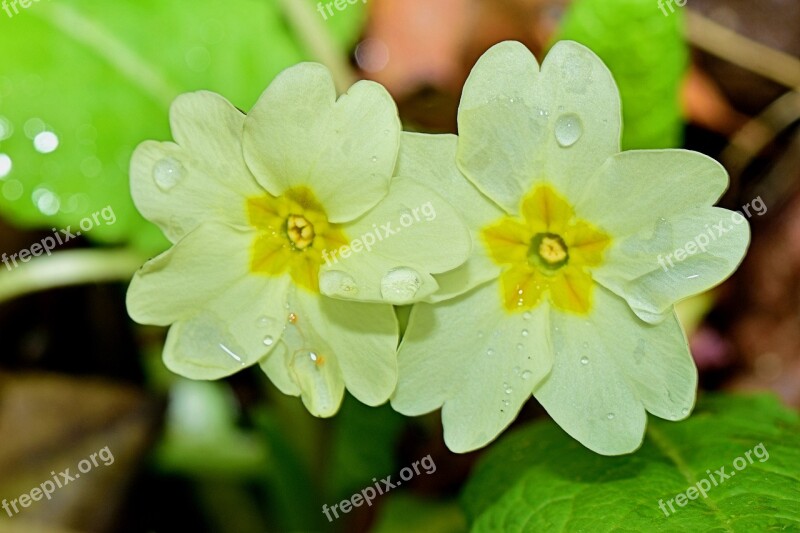 Flower Mount Macro Nature Flowers