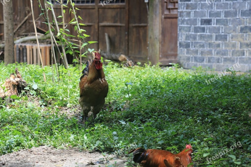 Cock Chicken Farmhouse Grassland Free Photos