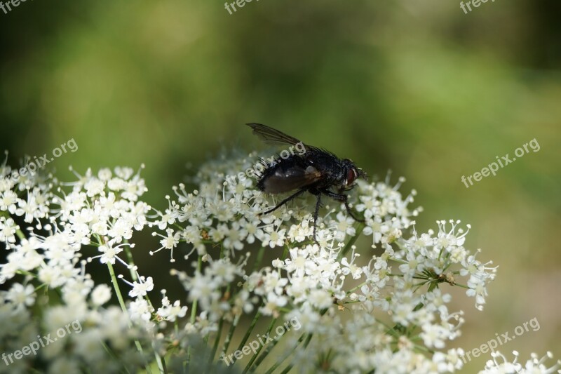 Gadfly Insect Animal Nature Insects