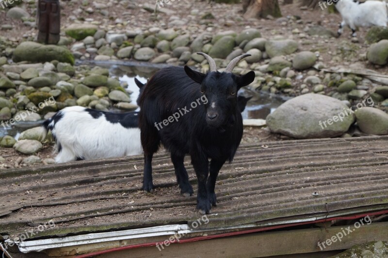 Animal Capra Sheep Mountain Nature