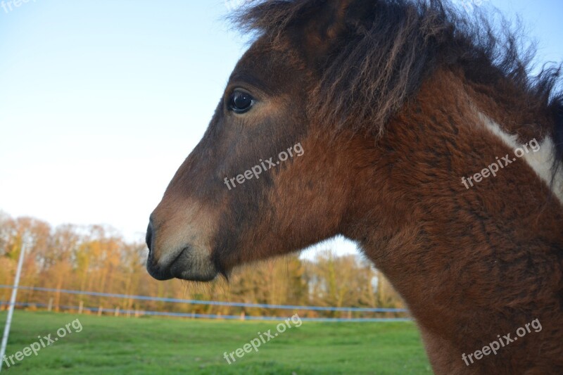 Equines Pony Animal Brown Nature