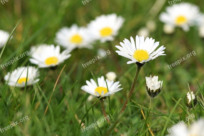 Daisy Meadow Flower Blossom Bloom