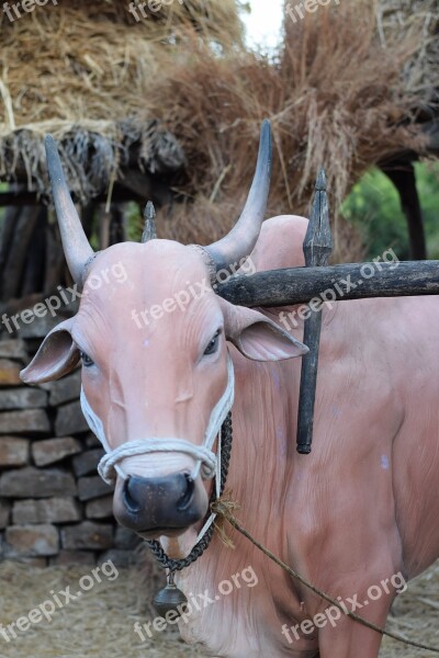 Animal Bull Ox Farm Field