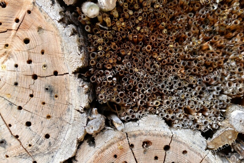 Wood Holes Twigs Bee Hotel Bee