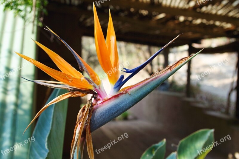 Strelitzia Flower Nature Plant Floral