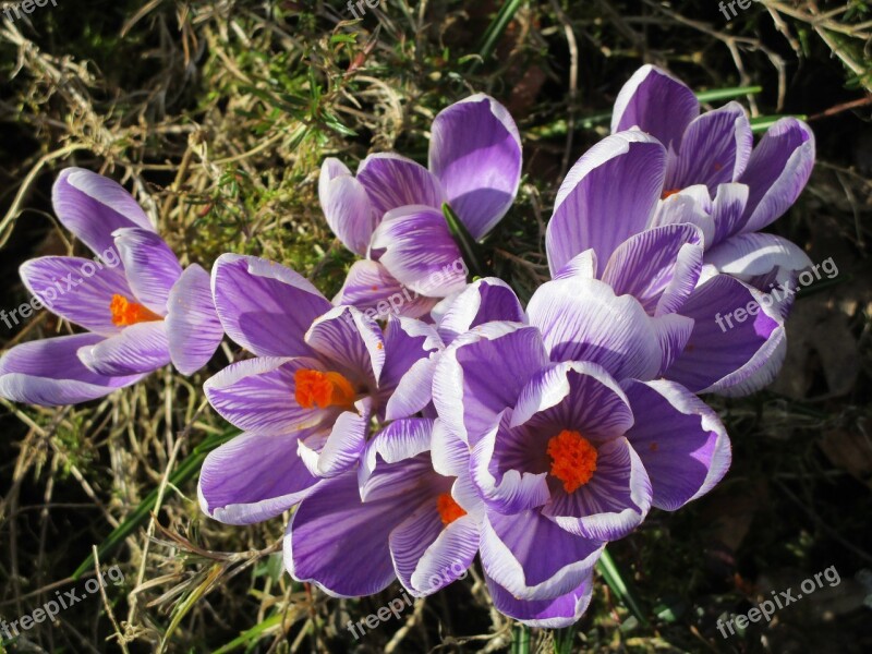 Crocus Spring Purple Zwiebelpflanze Spring Flower