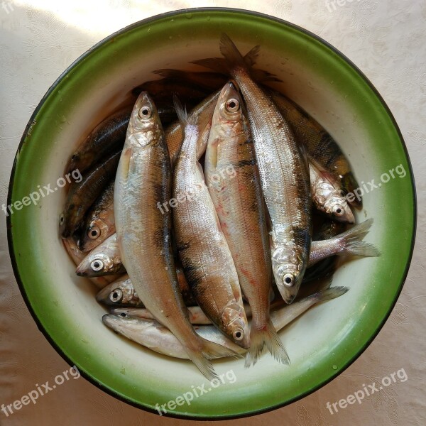 Fish Food Fresh Omul Free Photos