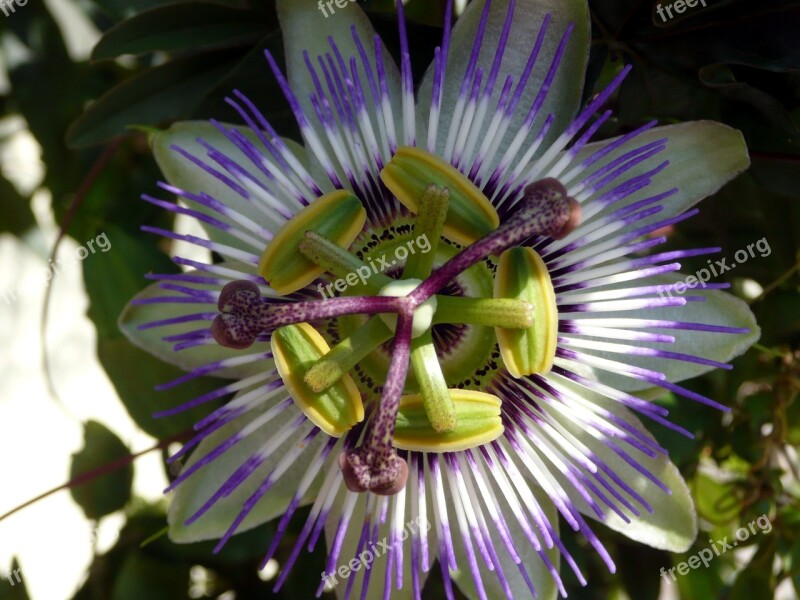 Passion Flower Mediteran Plant Close Up Free Photos