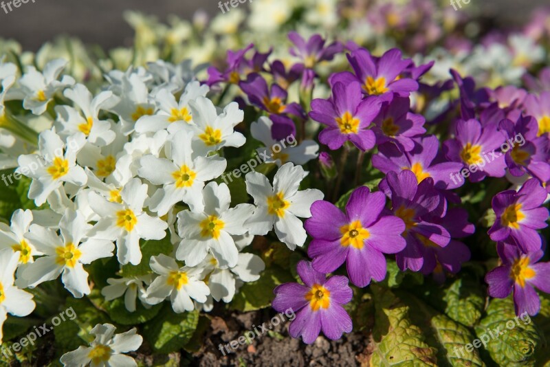 Primroses Primula Spring Flowers Primrose